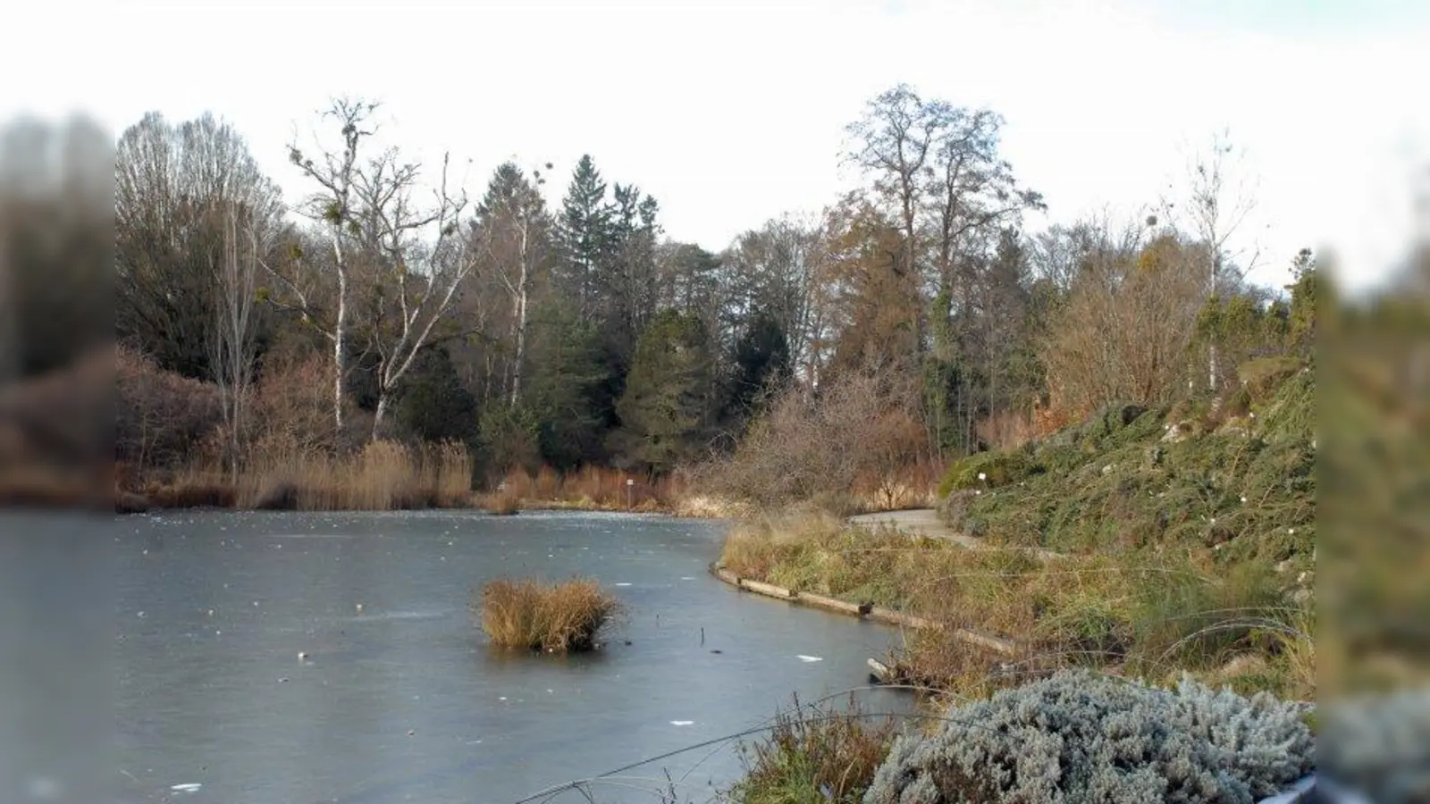 Zu jeder Jahreszeit gibt es bei Spaziergängen im Botanischen Garten etwas zu entdecken. Hier ein Blick über den großen Teich zum Moor. An den entblätterten Laubbäumen, etwa an den Birken, kann man besonders gut die Misteln erkennen. (Foto: BGM/ E.Bayer)