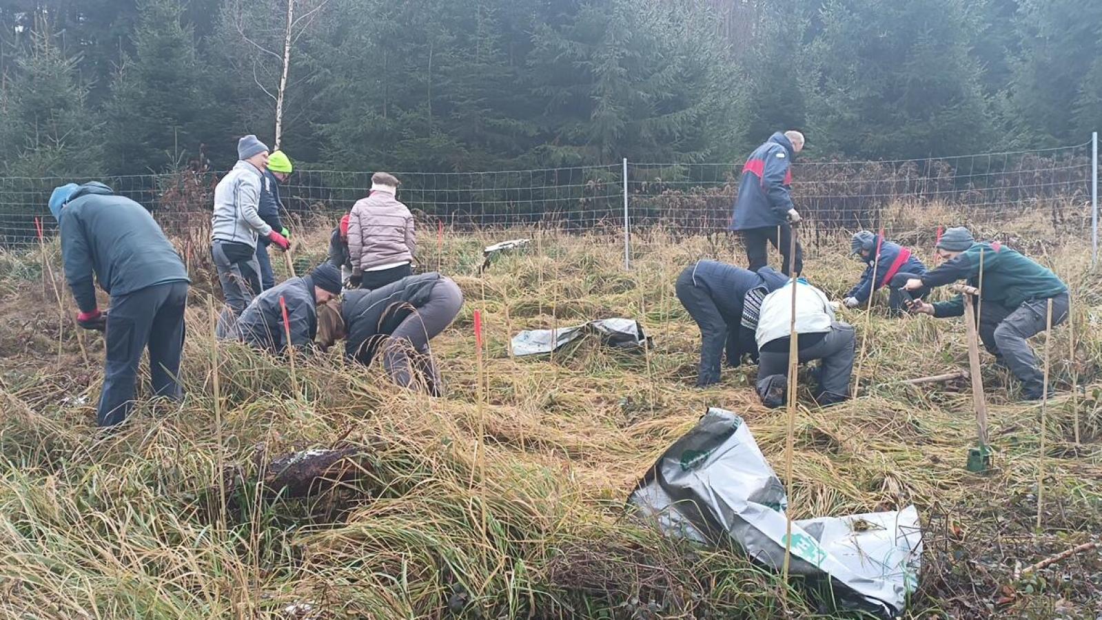 300-B-ume-f-r-den-Allinger-Gemeindewald