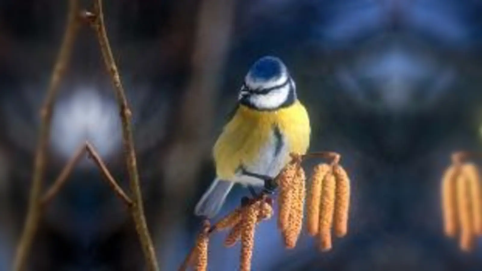 Buntspechte und Blaumeisen hingegen bekommt man seltener zu  (Foto: H.J.Fünfstück, M. Hortig, ko)