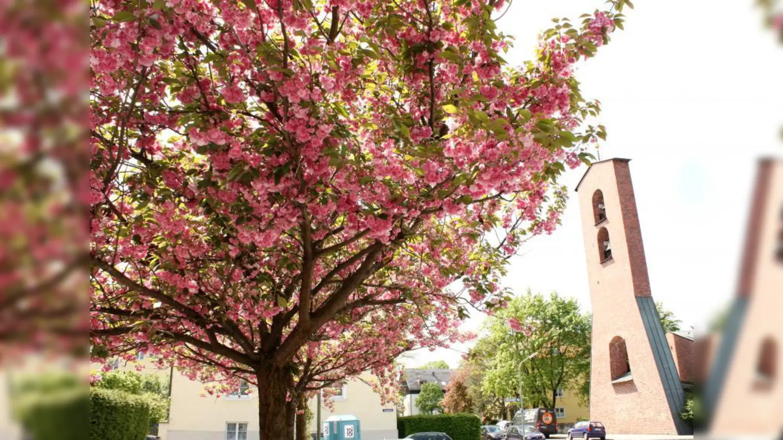 Die Blütenpracht bei der Gethsemanekirche. (Foto: job)