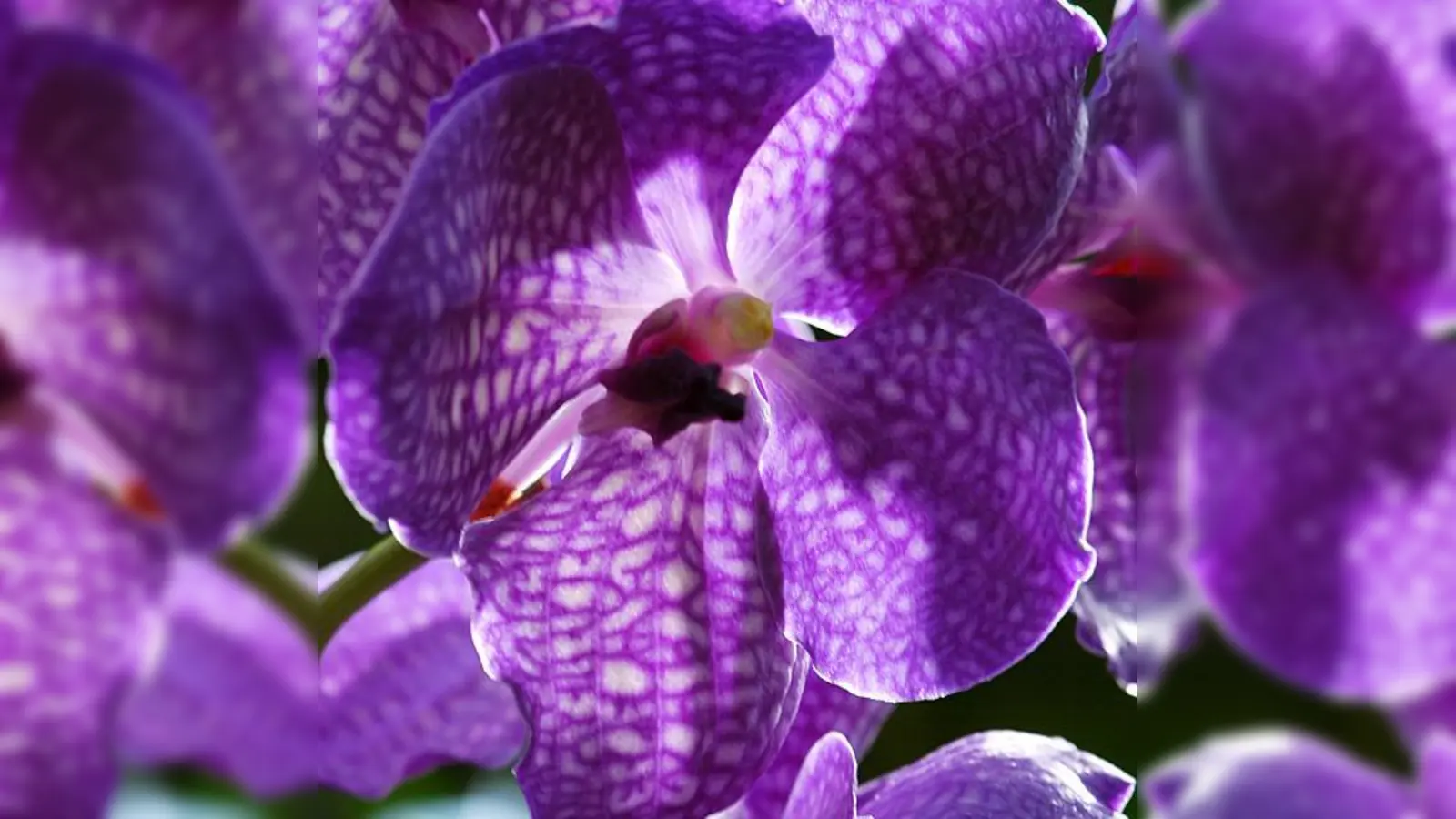 Vanda-Hybride heißt die dunkle Schöne mit lateinischem Namen. Orchideenfreunde kommen im Botanischen Garten auf ihre Kosten.  (Foto: VA)