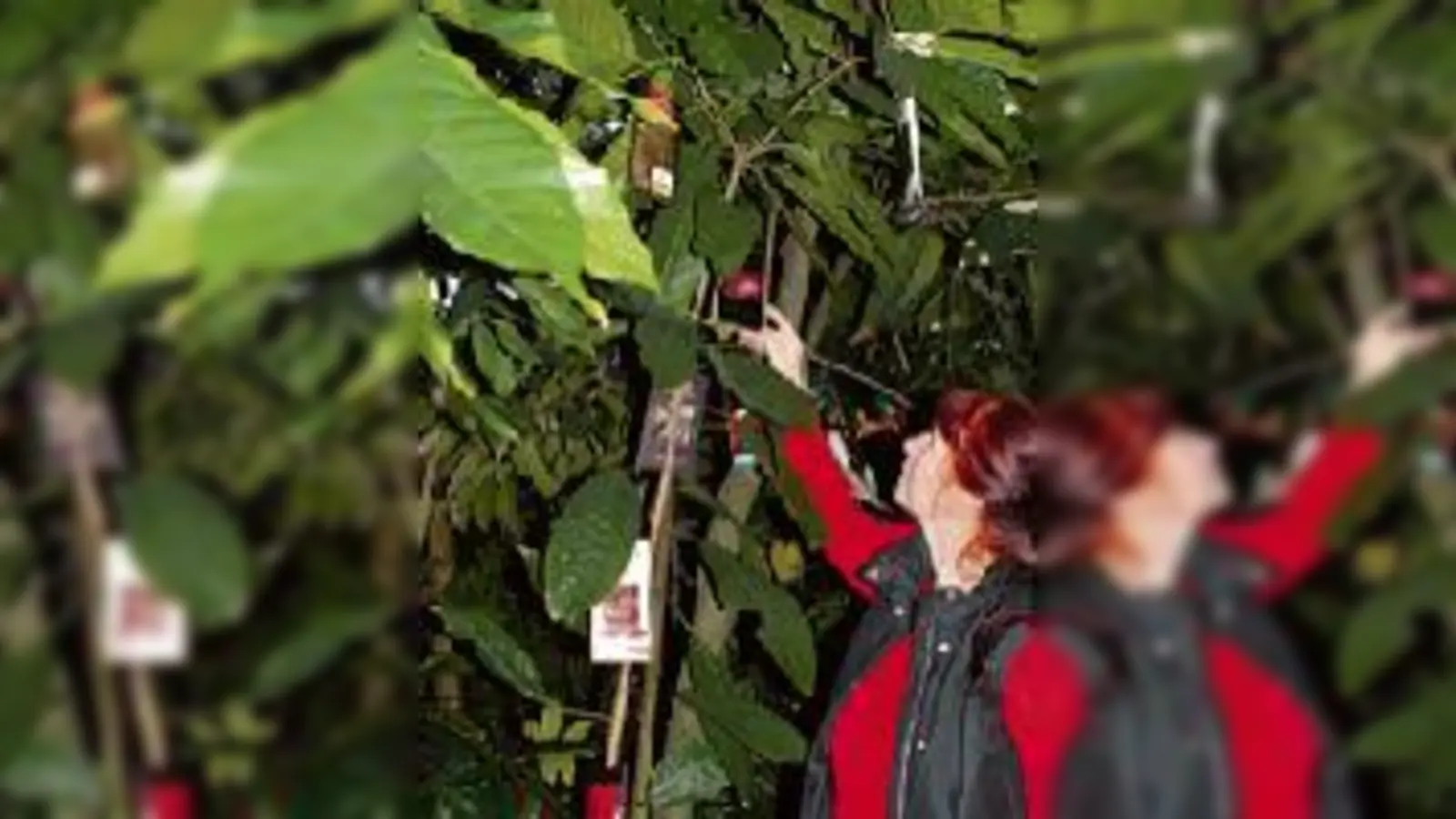 Im Botanischen Garten wachsen die Schokoladentafeln bereits am  (Baum.Foto: Veranstalter)