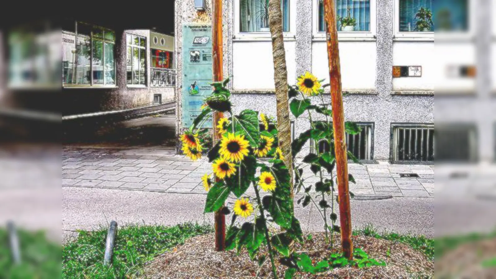 Da sprießt doch was, dank Guerilla-Gardening. 	 (Foto: VA)