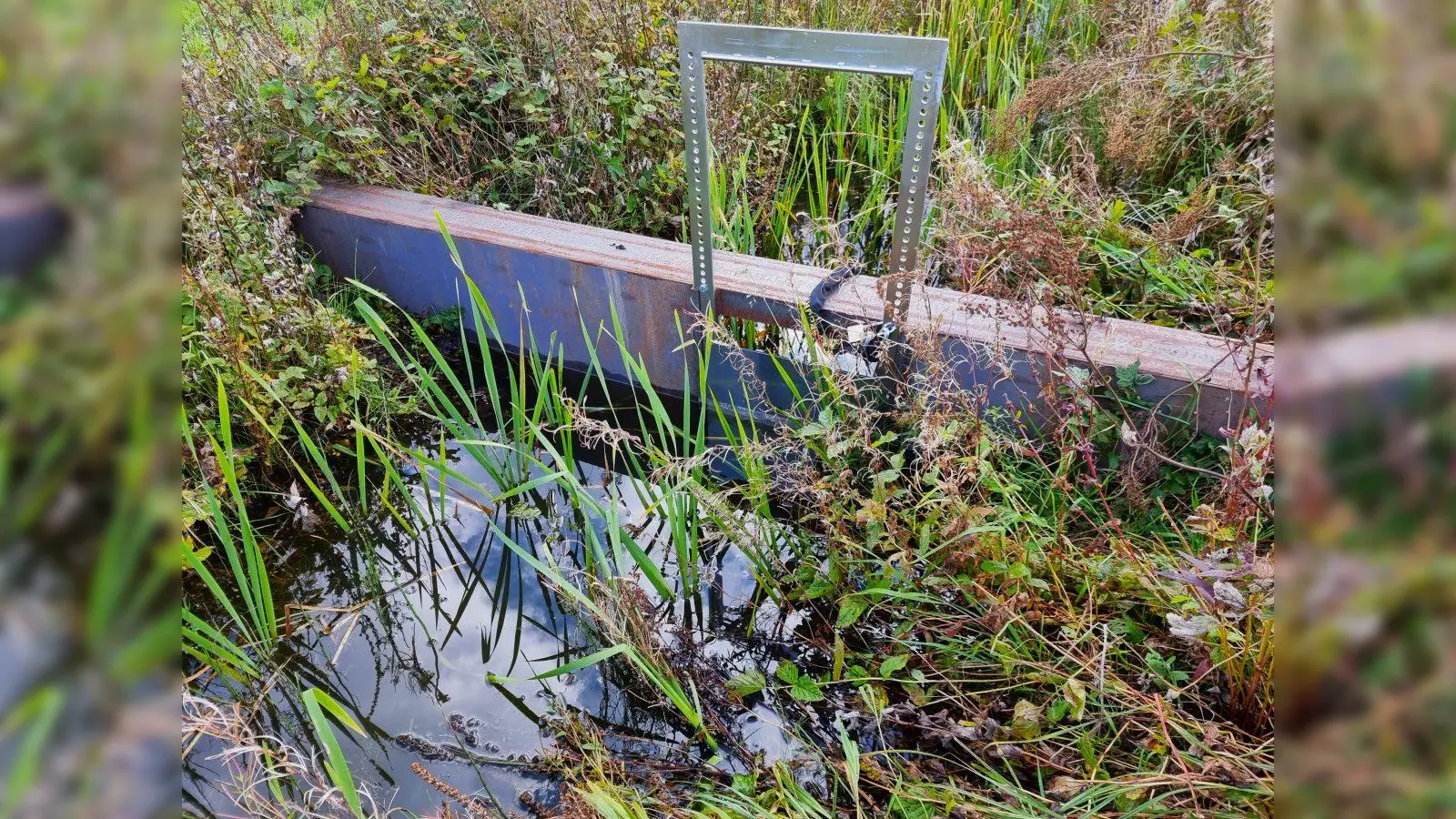 Es werden landwirtschaftliche Betriebe gesucht, die trockengelegte Moorflächen wiedervernässen wollen. Es werden Fördermittel bereit gestellt. (Foto: CO2-Regio)