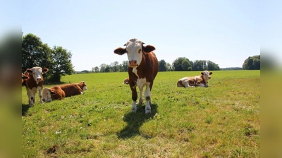 Weiden so weit das Auge reicht. Die Ochsen können sich auf 13 Hektar Weide gut austoben. Der eingeschlossene Wald dient als natürlicher Schattenspender. (Foto: Huss-Weber)