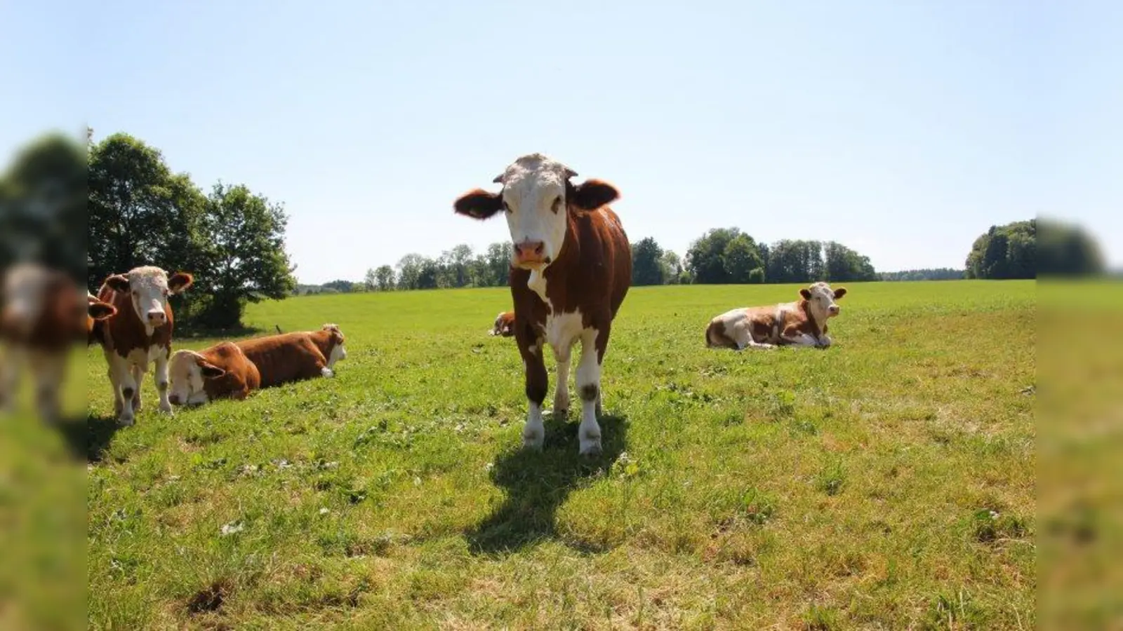 Weiden so weit das Auge reicht. Die Ochsen können sich auf 13 Hektar Weide gut austoben. Der eingeschlossene Wald dient als natürlicher Schattenspender. (Foto: Huss-Weber)