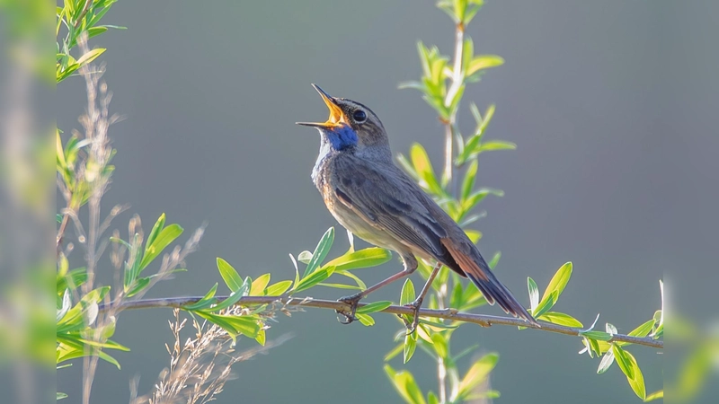 Mit etwas Glück bekommt man bei der Exkursion ein Blaukehlchen vor das Fernglas. (Foto: Cyrus Mahmoudi)