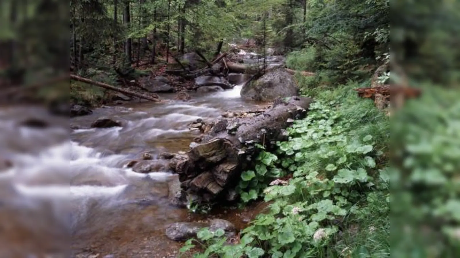 Foto: Foto: Nationalpark Bayrischer