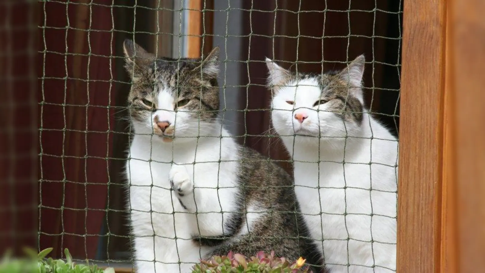 Vorsicht statt Nachsicht: Katzennetz oder -gitter vor Fenstern und Balkonen können Stubentigern das Leben retten. (Foto: Tierschutzverein München)