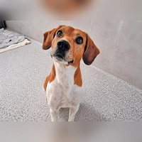 Der Beagle-Mix Jack ist ein ausgesprochen offener, freundlicher und neugieriger Hund, der Menschen sehr schnell ins Herz schließt. (Foto: Tierheim Riem)