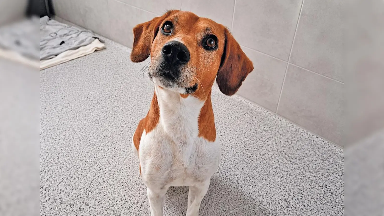 Der Beagle-Mix Jack ist ein ausgesprochen offener, freundlicher und neugieriger Hund, der Menschen sehr schnell ins Herz schließt. (Foto: Tierheim Riem)