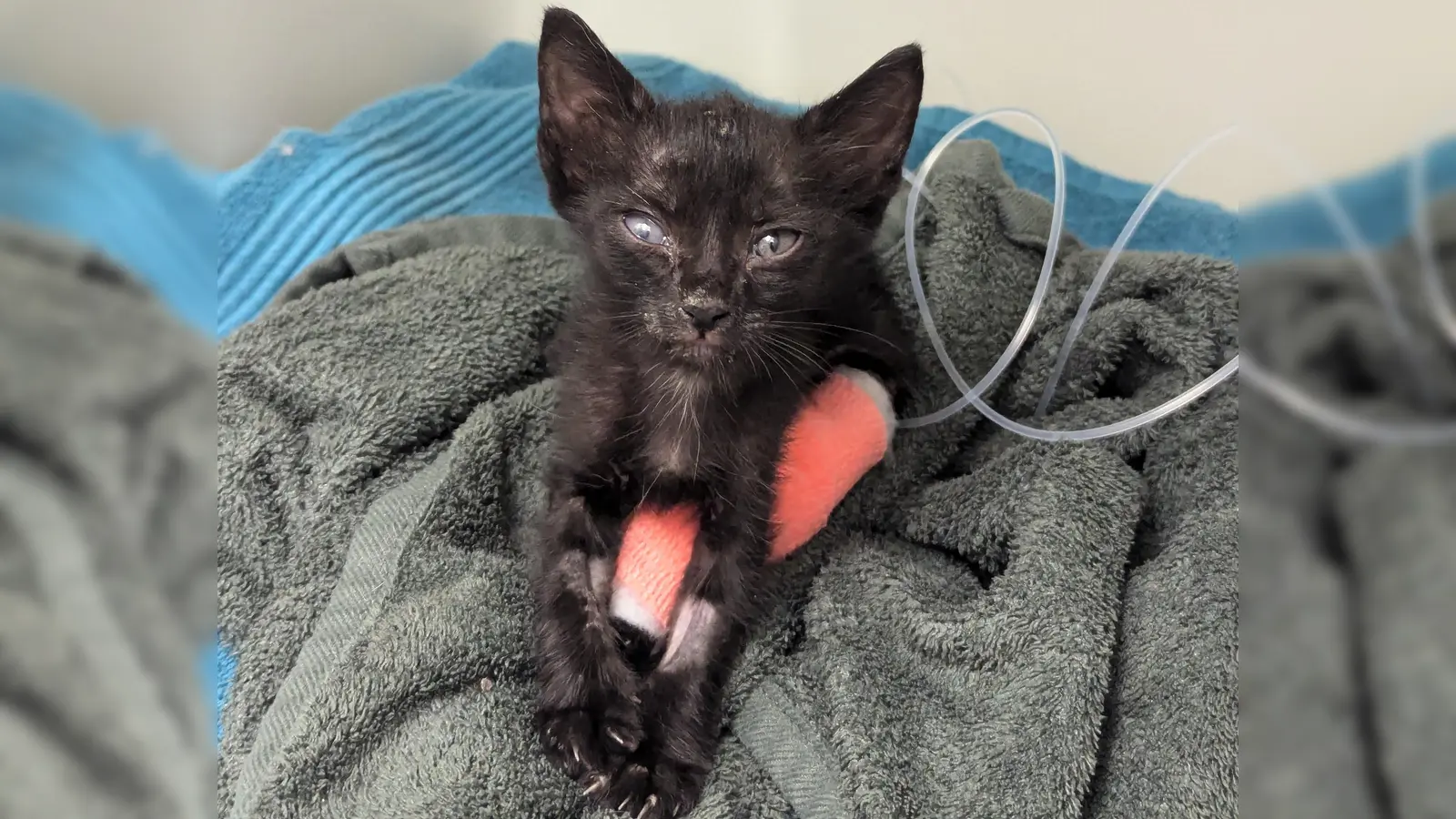 Noch wird der kleine „Melone” im Tierheim aufgepäppelt und gesund gepflegt, ab Ende August darf er dann in sein neues Zuhause.  (Foto: Tierschutzverein München)