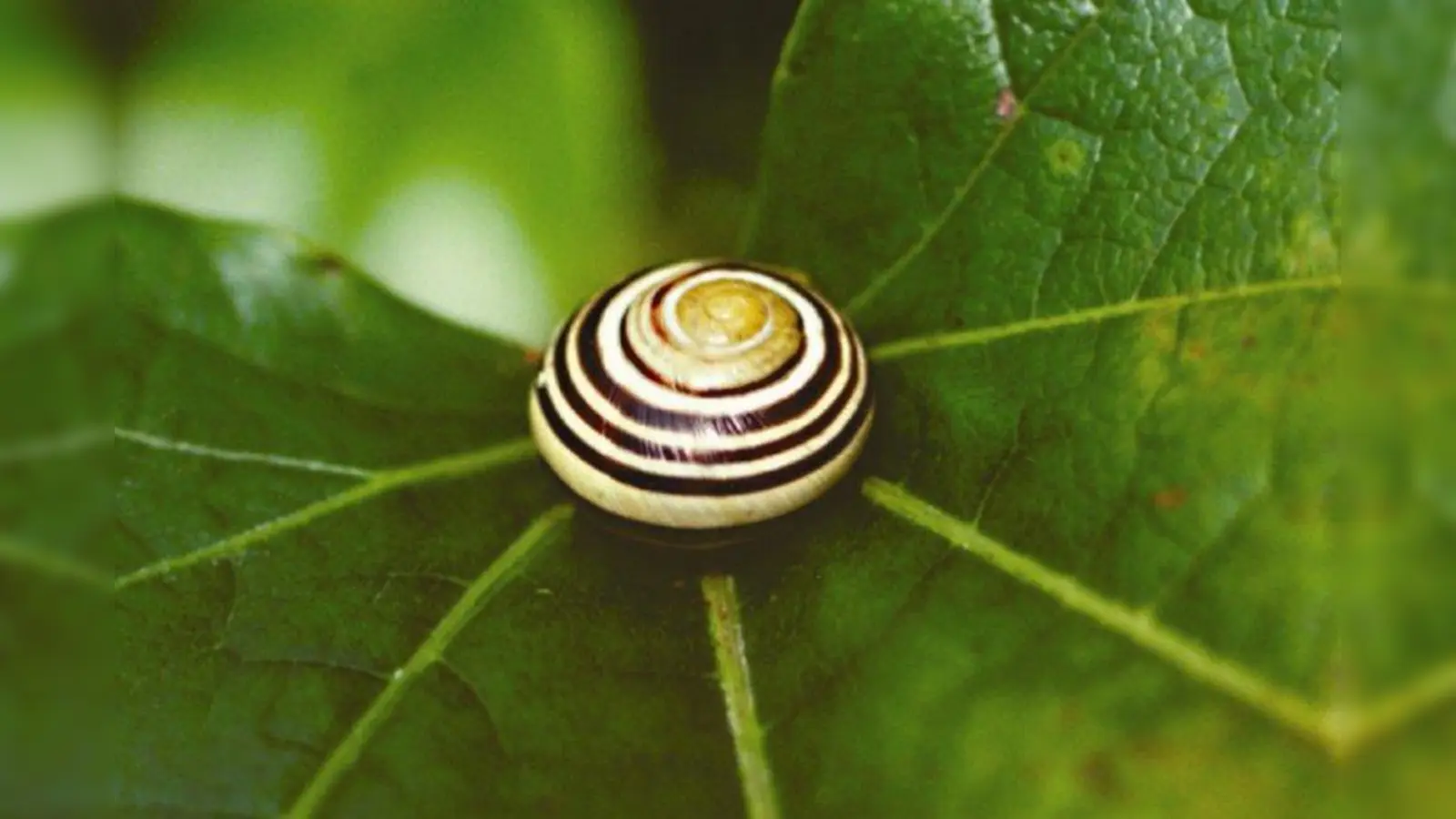Ulrike Hailer fotografiert vorranging Motive in der Natur. (Foto: pi)