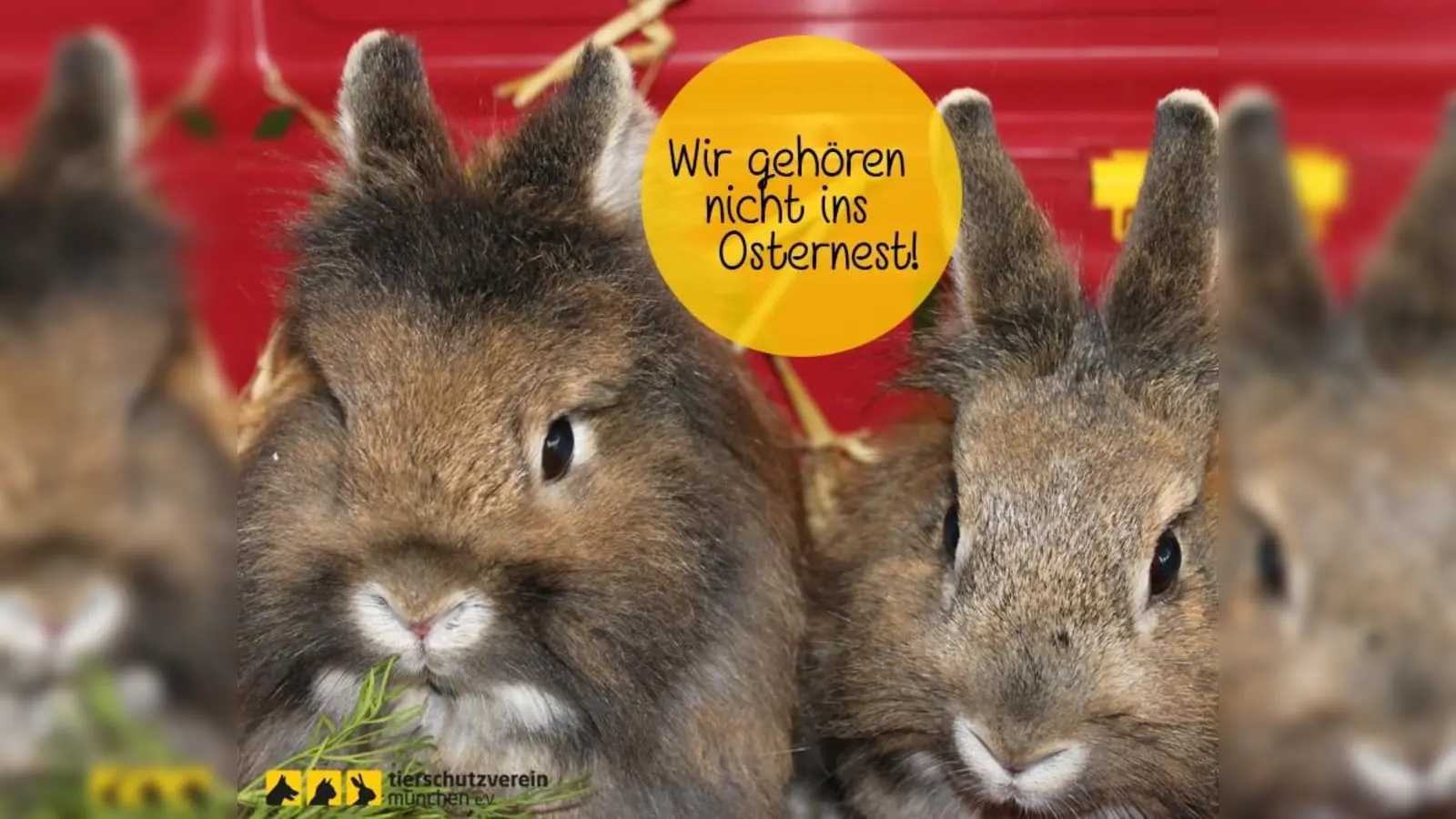 Der Tierschutzverein München sorgt sich, dass Ostern den Corona-Haustierboom noch verstärken könnte. (Foto: Tierschutzverein München)