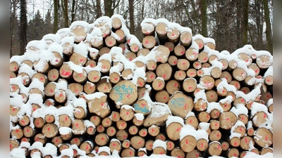 Gefällte Stämme im Sendlinger Wald. (Foto: Archiv)