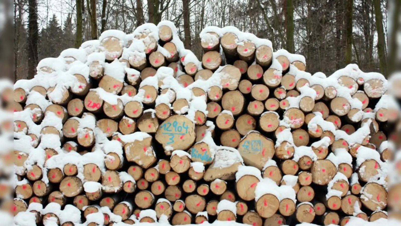 Gefällte Stämme im Sendlinger Wald. (Foto: Archiv)