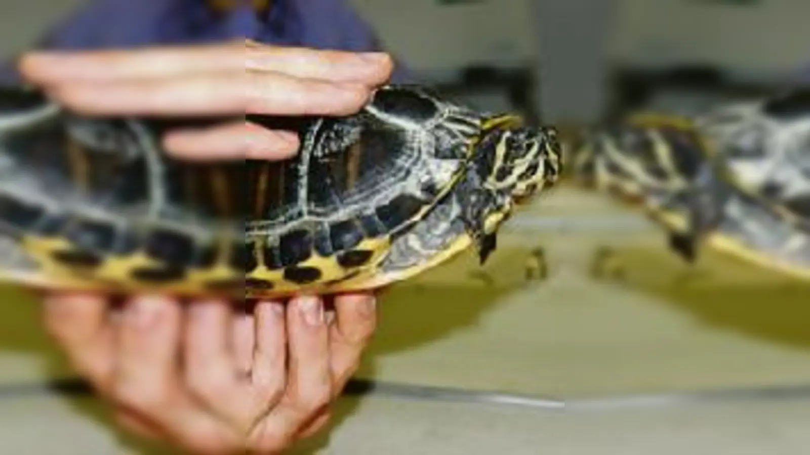Die tut nix: bei der Presserunde der Polizei am vergangenen Donnerstag war die Schmuckschildkröte »Schnappi« trotzdem der Star.	  (Foto: ms)