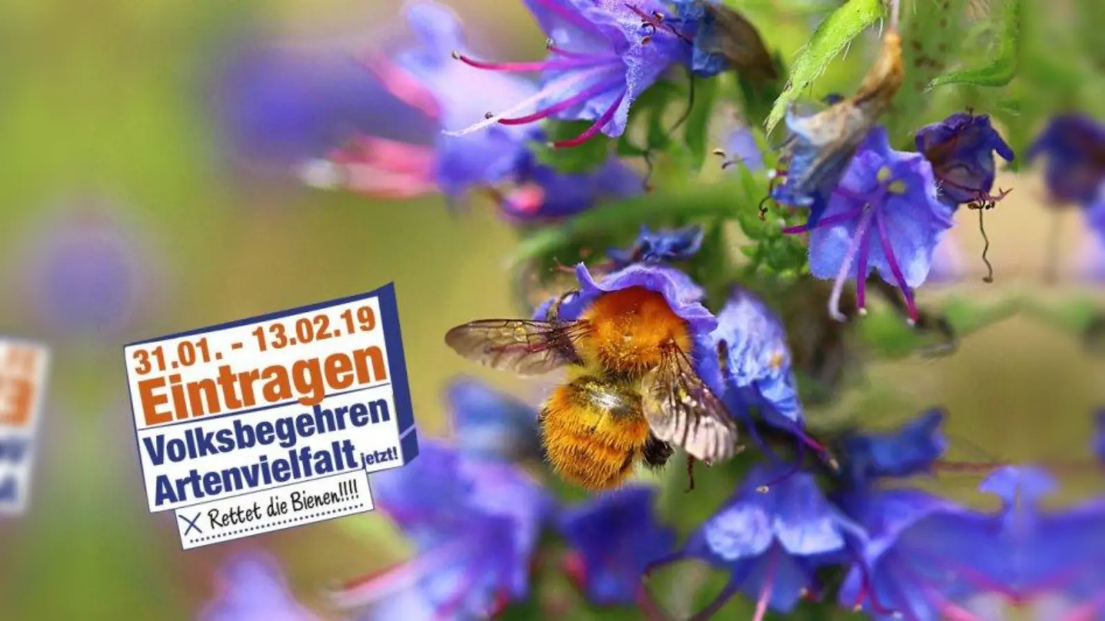 Die Vielfalt an Insekten schwindet sichtbar. Hier eine Mooshummel. (Foto: Monika Graf / LBV)