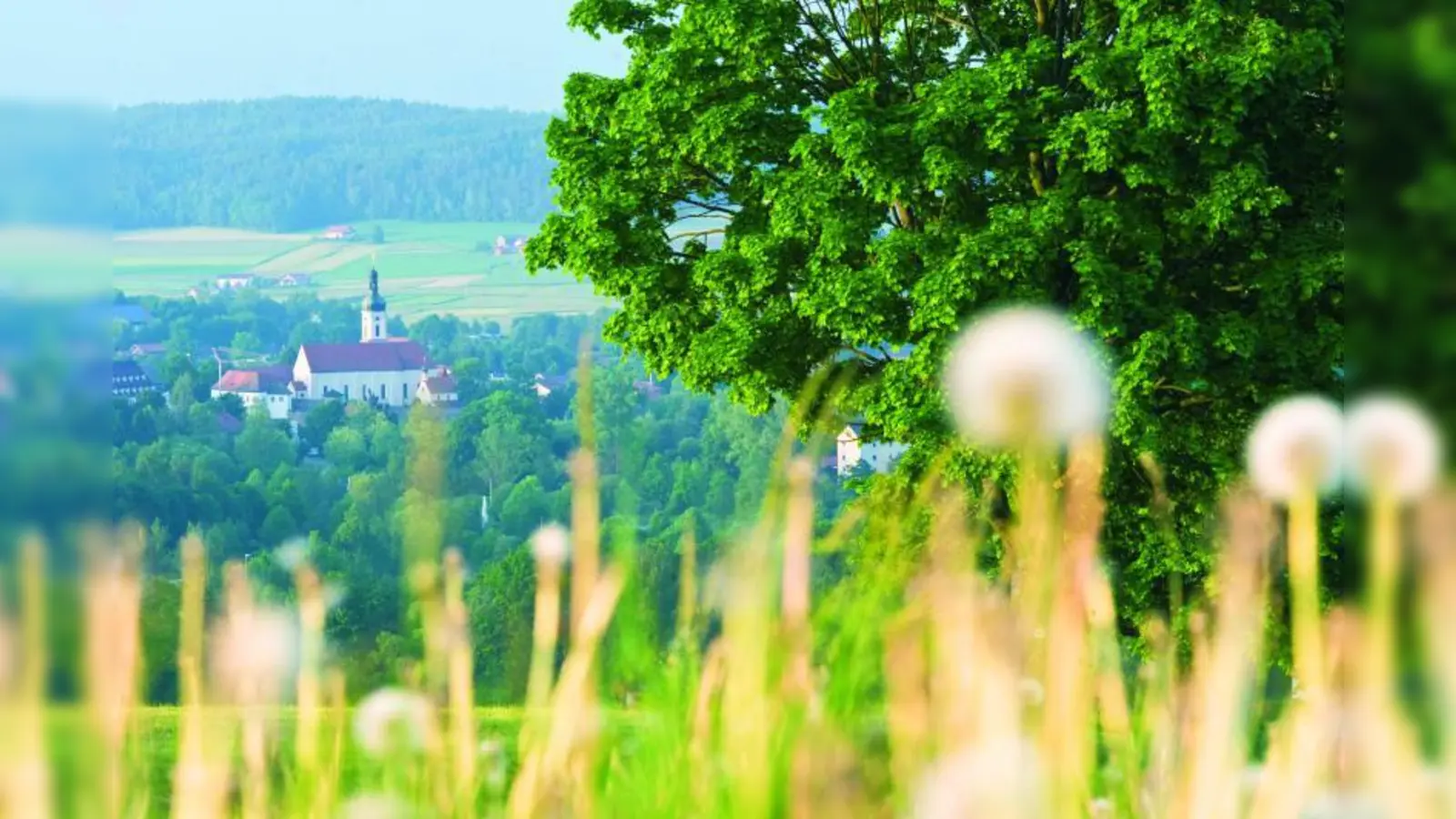 Sanfte Hügel und knackige Motorradkurven: Die Region Bayerischer Wald hat vieles zu bieten. (Foto: Bayerischer Wald Fotograf Andr)