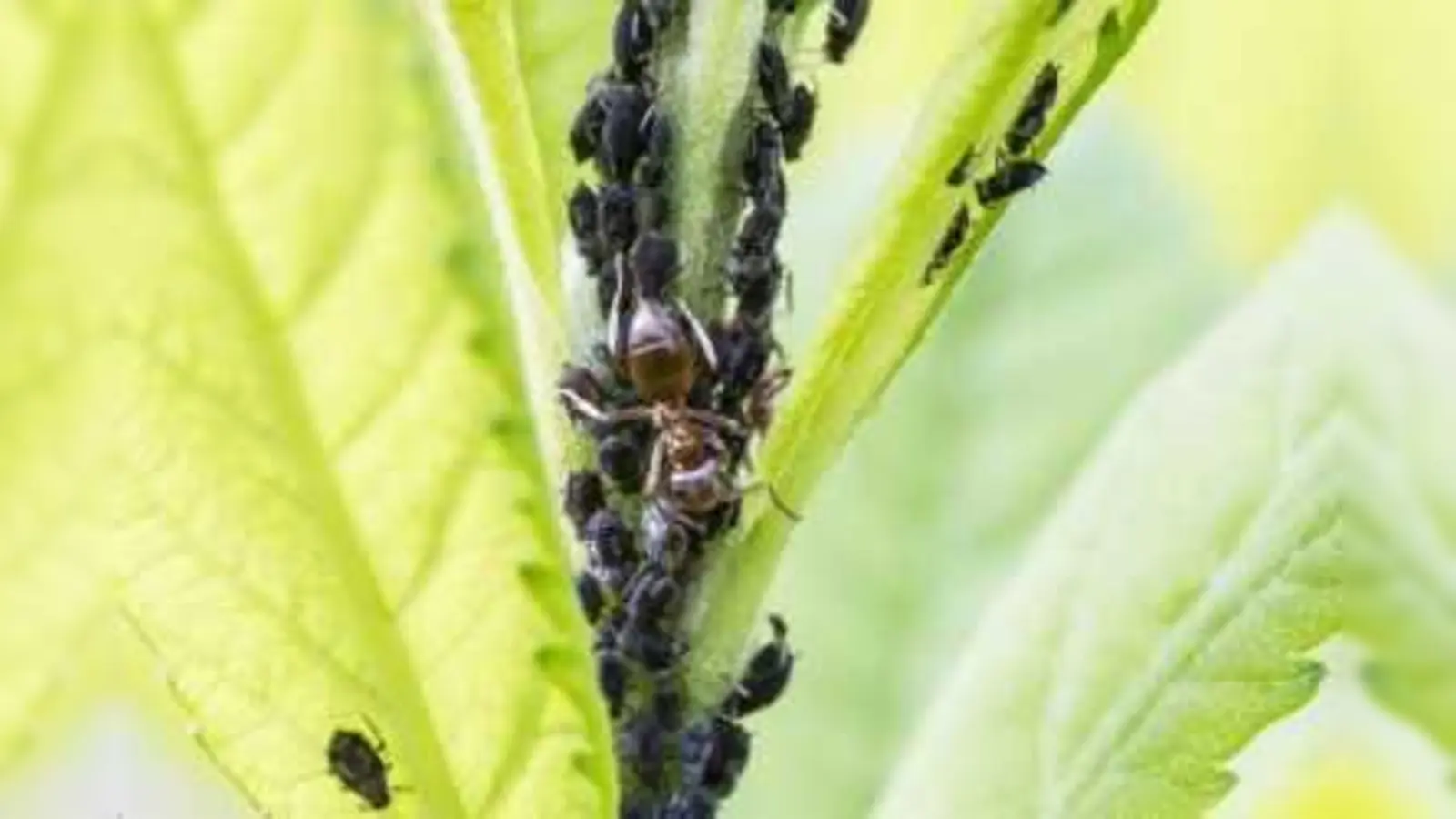 Für den begehrten Honigtau halten sich Ameisen Blattläuse als Nutztiere. (Foto: dMz/Pixabay)