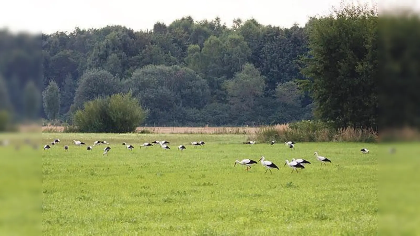 Ein Riesenschwarm junger Störche landete am  vergangenen Mittwoch im Markt Schwabener  Moos »zum Frühstück« vor dem Weiterflug in den Süden.	 (Foto: privat)