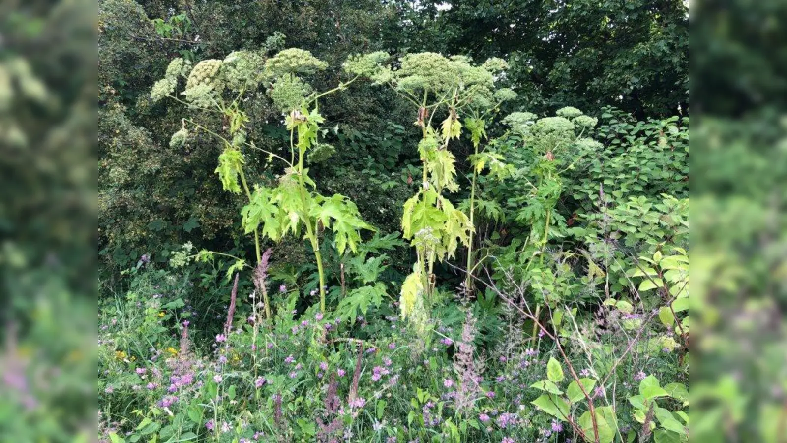 Riesenbärenklau kann in Zusammenwirken mit Sonnenlicht auf der Haut zu Verbrennungen ersten und zweiten Grades führen. (Foto: pst)
