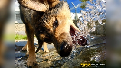 Im Sommer ist Wasser eine schöne und spaßige Abkühlung für die Einwohner des Tierheims. (Foto: Tierschutzverein München e.V.)