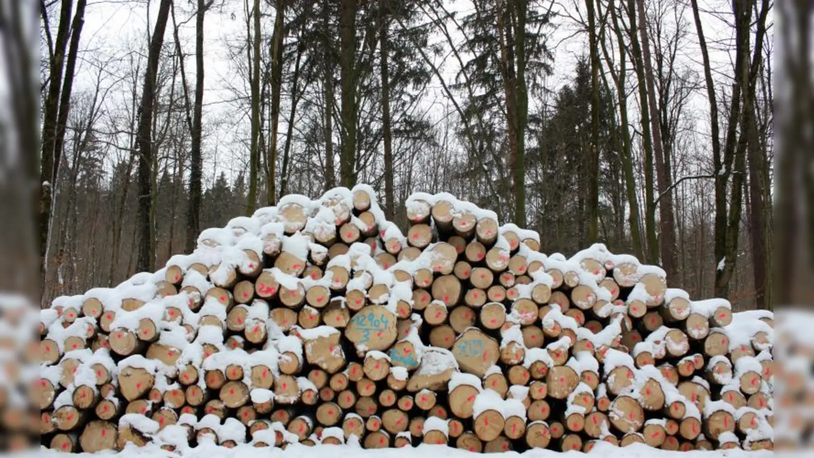 Die wiederkehrenden Fällungen wecken bei manchen Bürgern die Befürchtung, ihr Sendlinger Wald werde zerstört. Die Forstexperten halten sie dagegen für nötig, um diesen Stadtwald zu bewahren. (Foto: Archiv)