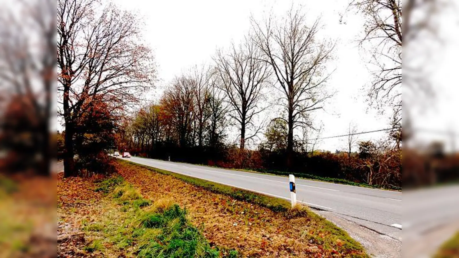 Durch Schäden im Wurzelbereich und in der Krone sei die Standsicherheit der Pappeln nicht mehr gewährleistet. 	 (Foto: Gemeinde Oberschleißheim)