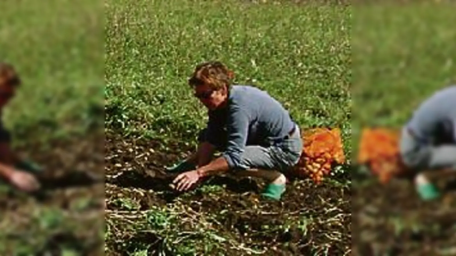 Am 14. und 15. September ist es wieder soweit: Kartoffel klauben mit dem Gut Riem. 	 (Foto: VA)