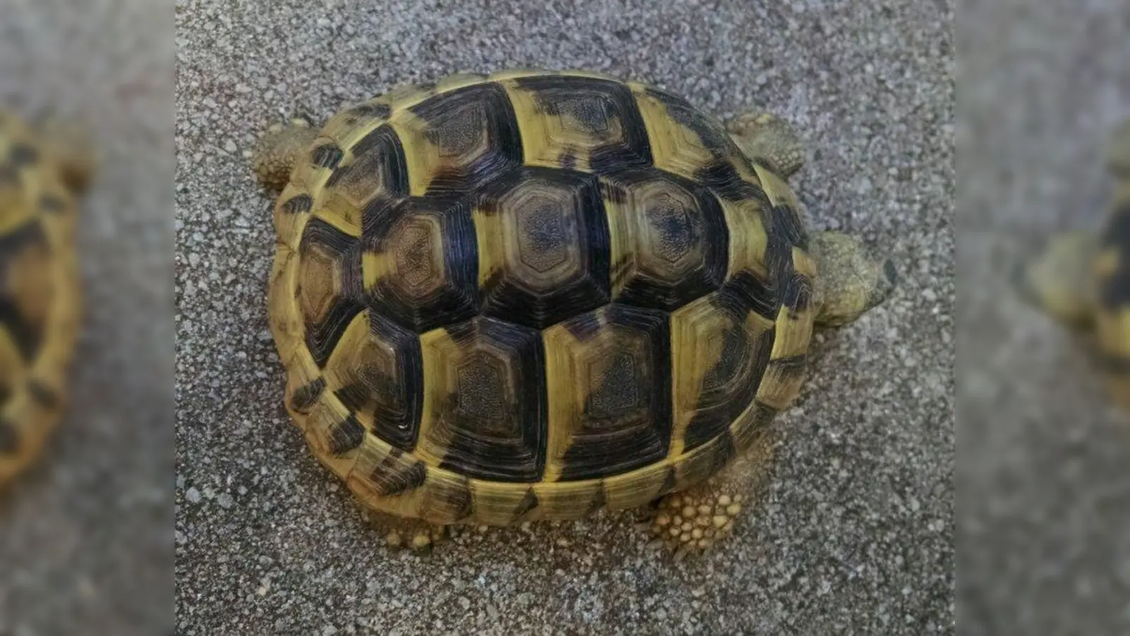 Schildkröte Moritz. Ihn und Max vermissen die Tausendfüßler-Kinder sehr. (Foto: Kita)