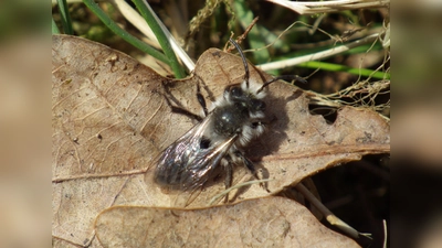 Weiden-Sandbiene im Biotop Kapuzinerhölzl. (Foto: Katharina Spannraft)