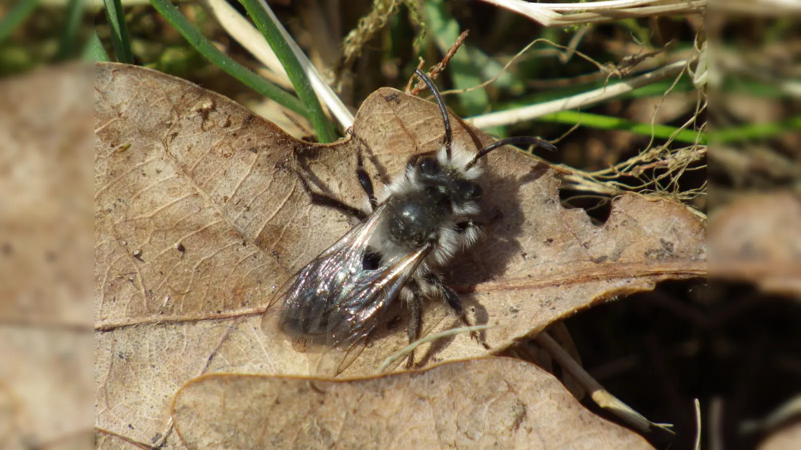 Weiden-Sandbiene im Biotop Kapuzinerhölzl. (Foto: Katharina Spannraft)