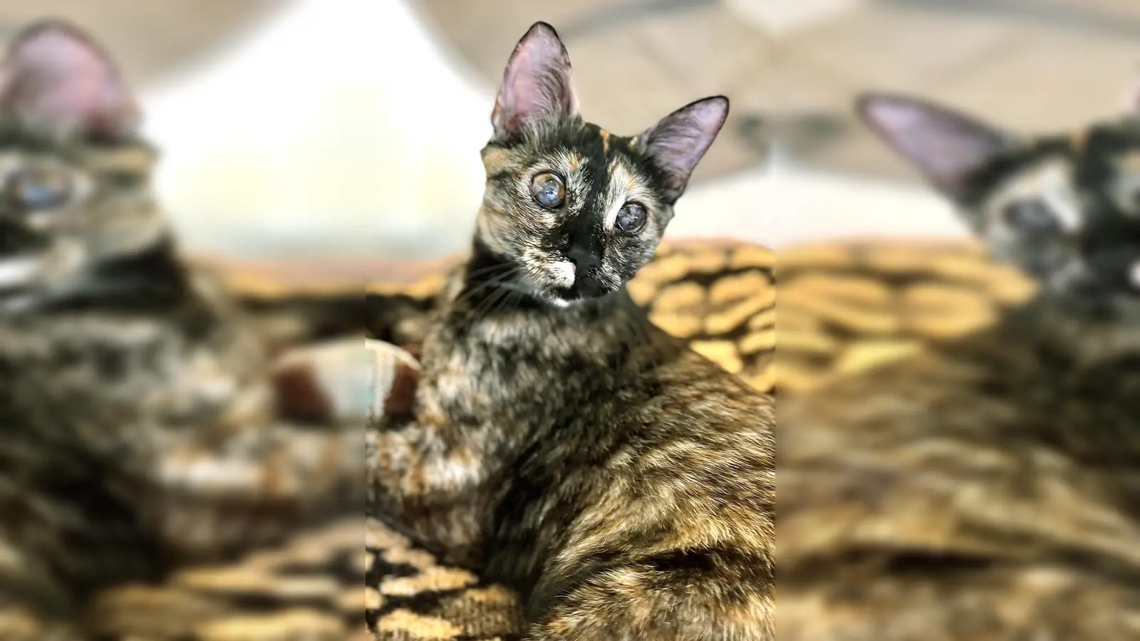 Europäisch Kurzhaar Katze Miamor. (Foto: Tierheim Riem)