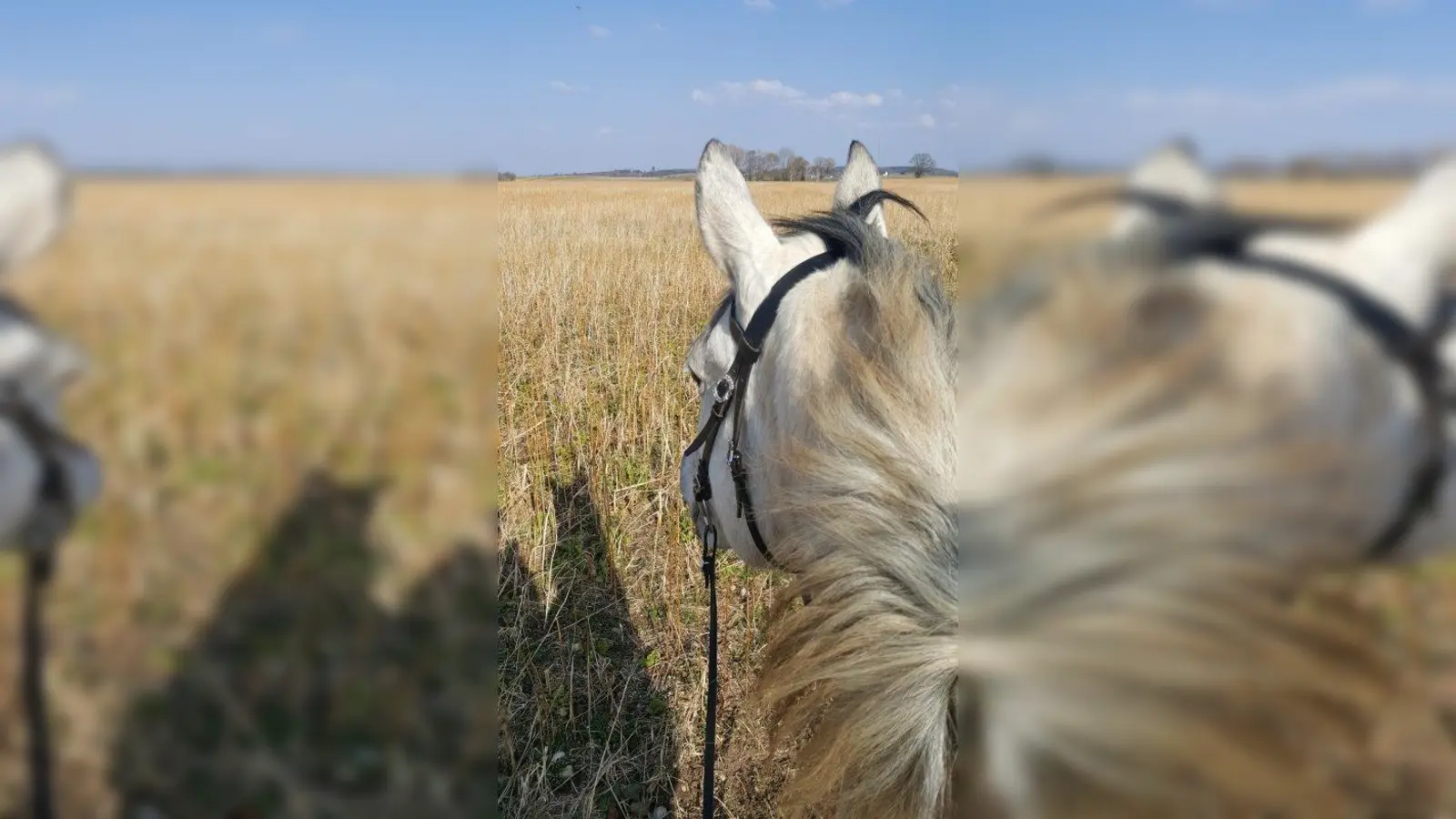 Das Ferienprogramm der Gemeinde Gilching bietet viel Abwechslung für Kids und Teens. Ponyfreunde können zum Beispiel dieses Jahr auf der Isländerranch in Gilching die Ferien auf dem Rücken der Isländer verbringen. (Foto: Huss-Weber)