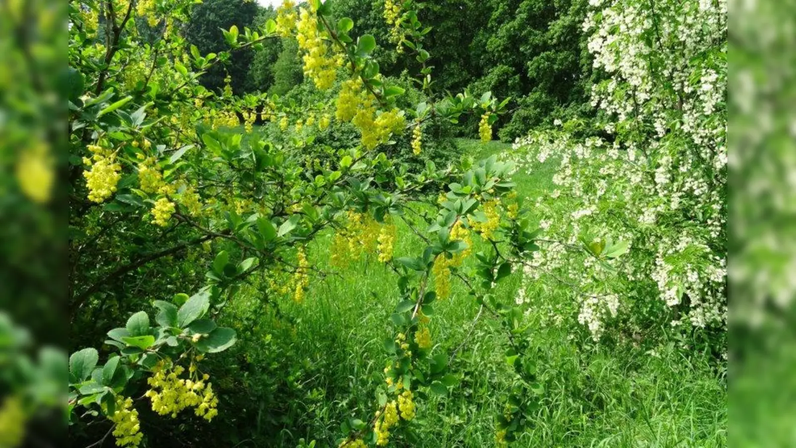 Berberitze und Pimpernuss. (Foto: ES)