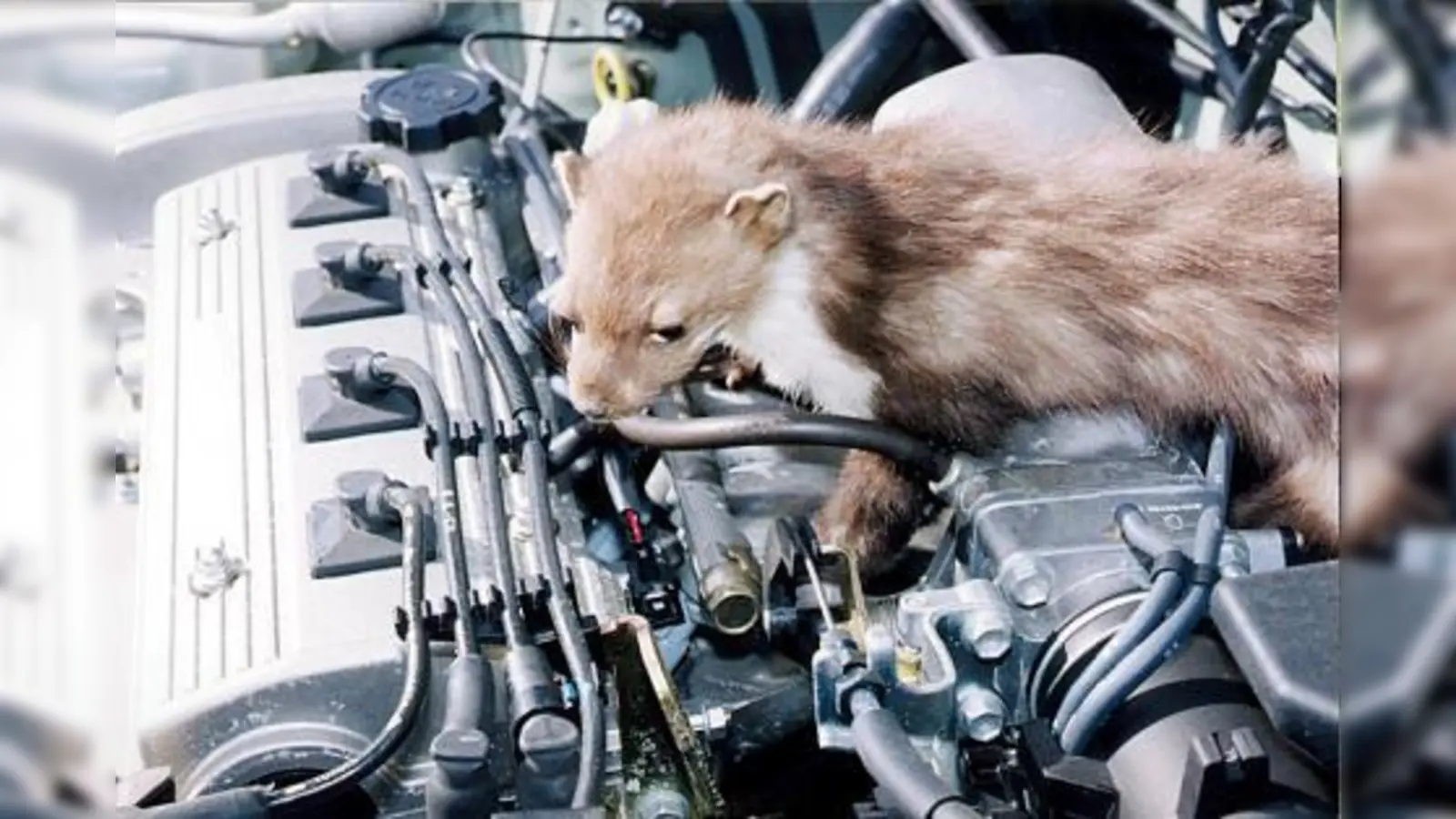 Marder haben zigtausende Zündkabel und Kühlwasserschläuche auf dem Gewissen. Bei Verdacht hilft ein Check im ADAC-Prüfzentrum München.