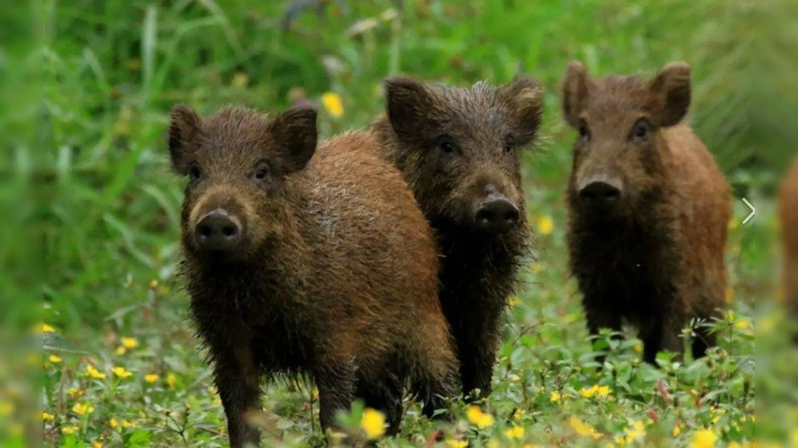 Mit etwas Glück kann man im Forstenrieder Park Wildschweine im Wildgehege besichtigen. (Foto: Wähler)