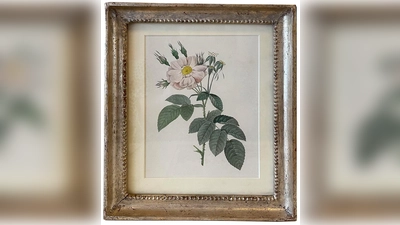 Lithographien aus den Bereichen Fauna und Flora gibt es in großer Auswahl im Kunstantiquariat Monika Schmidt. (Foto: hw)