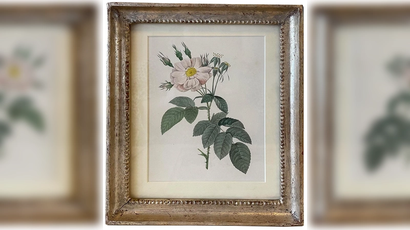Lithographien aus den Bereichen Fauna und Flora gibt es in großer Auswahl im Kunstantiquariat Monika Schmidt. (Foto: hw)