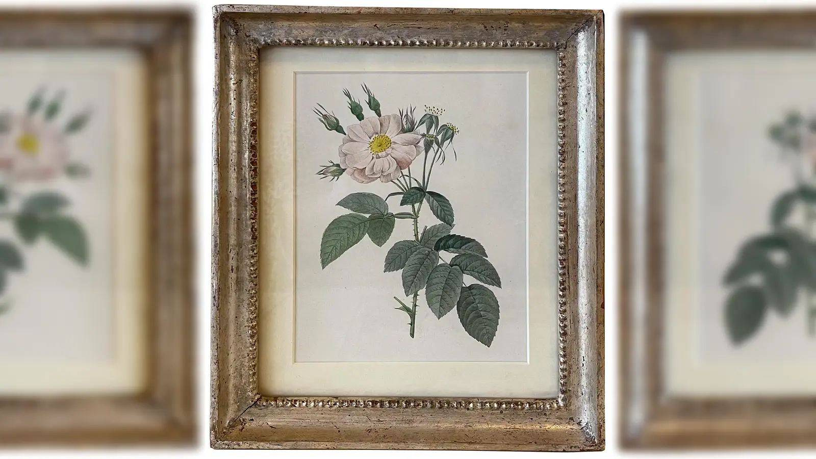 Lithographien aus den Bereichen Fauna und Flora gibt es in großer Auswahl im Kunstantiquariat Monika Schmidt. (Foto: hw)