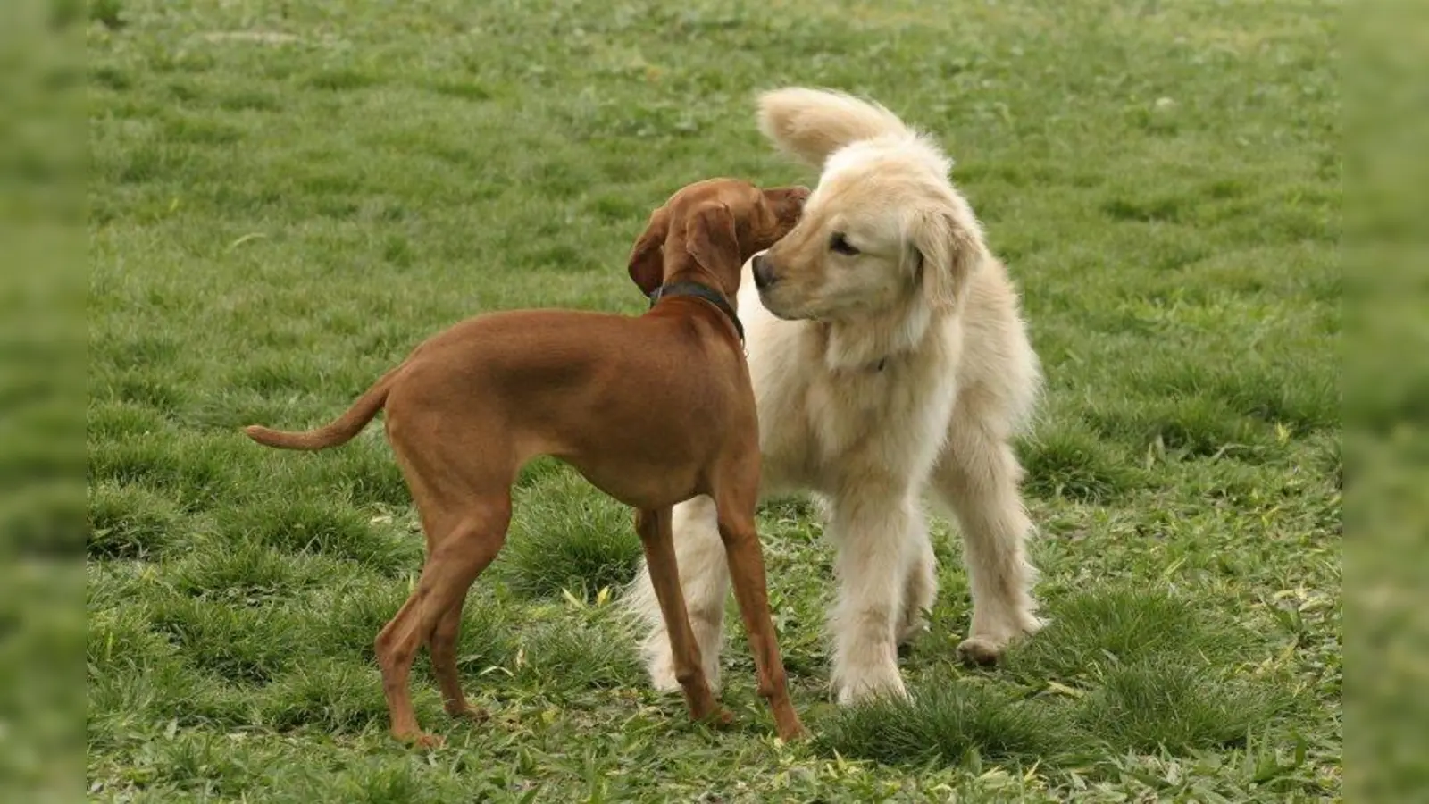 Auch Hunde brauchen Kontakte zu ihren Artgenossen. Damit man die Sprache der Tiere untereinander verstehen lernt, werden trainerbegleitete Begegnungen angeboten. (Foto: Winternitz/pixelio.de)