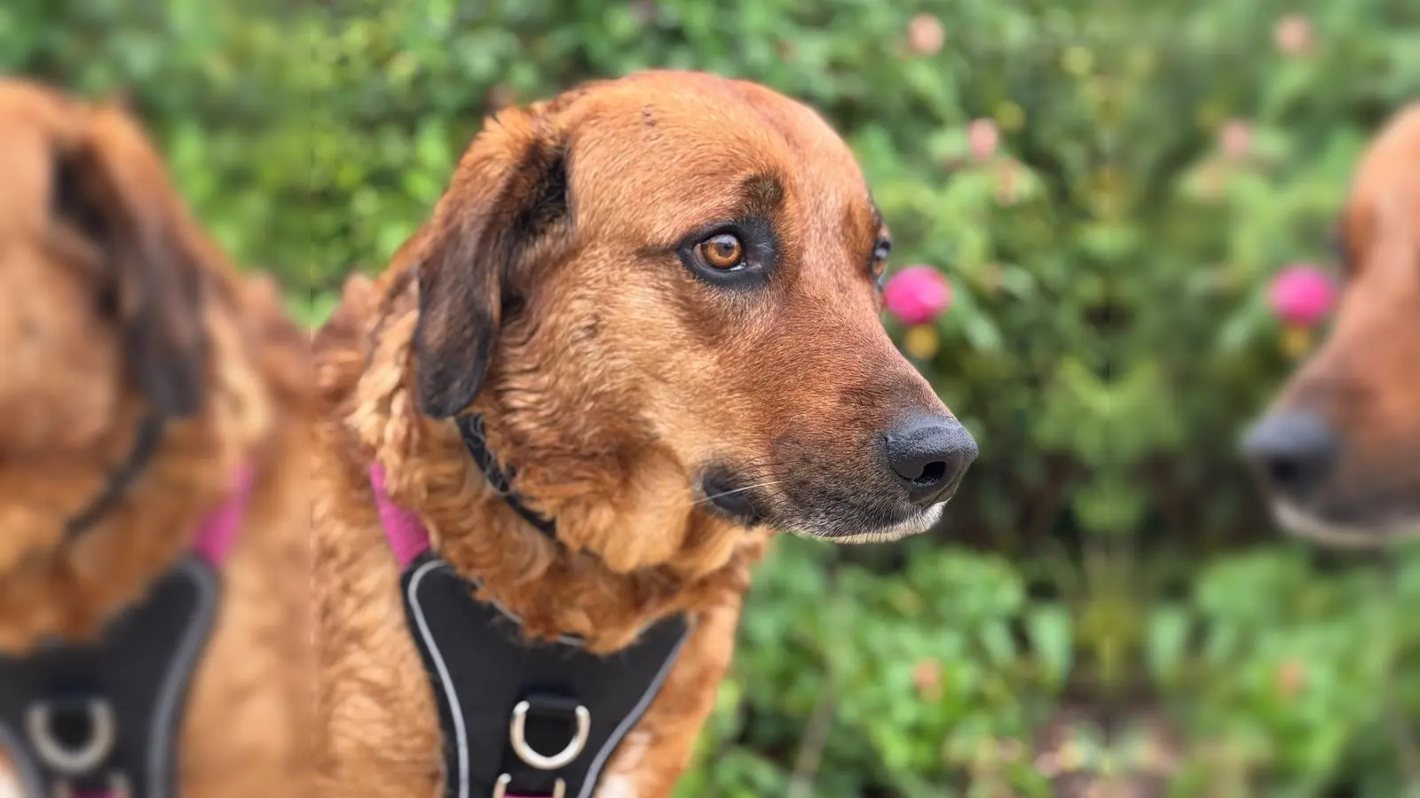 Die Mischlingshündin Lola ist sehr sensibel und würde sich über einen ruhigen, reizarmen Platz freuen. (Foto: Tierheim Riem)
