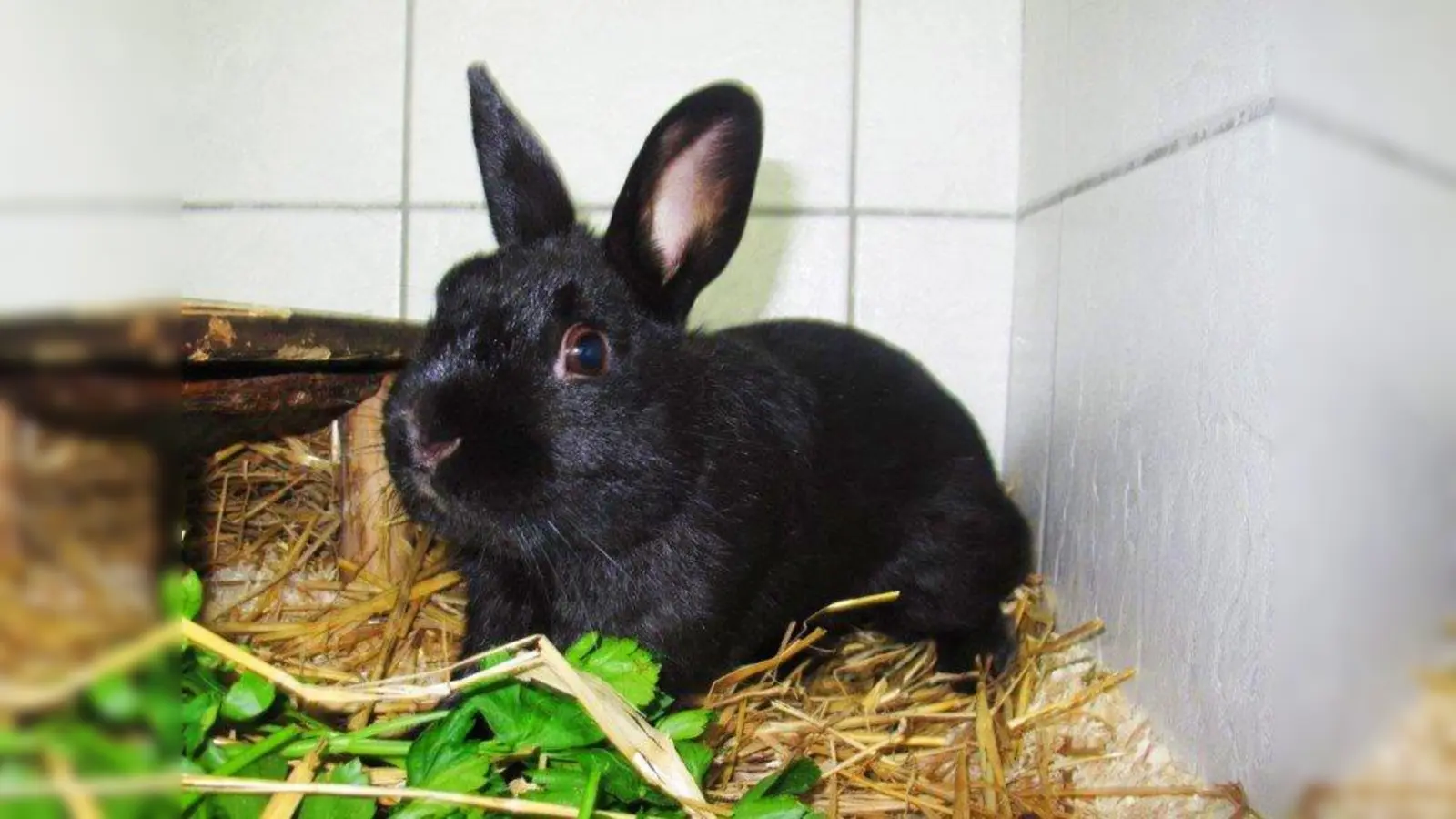 Das ist das Kaninchen, das in der Watzmannstraße gefunden wurde. (Foto: pi)