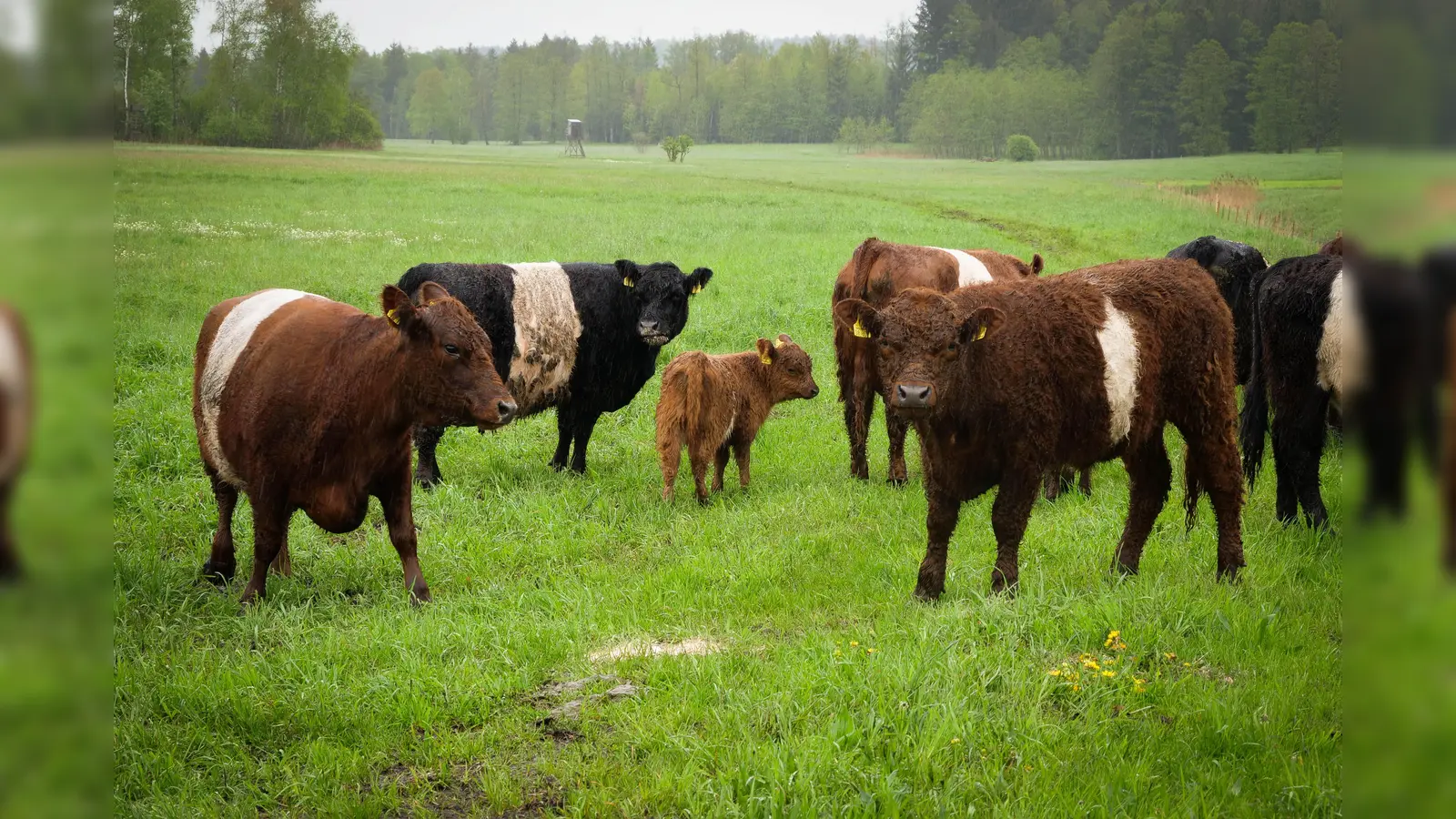 Eine Galloway-Herde lebt seit neuestem im Brucker Moos und sorgt durch ihre Beweidung für die strukturelle Verbesserung des Moors. (Foto: Landratsamt Ebersberg)