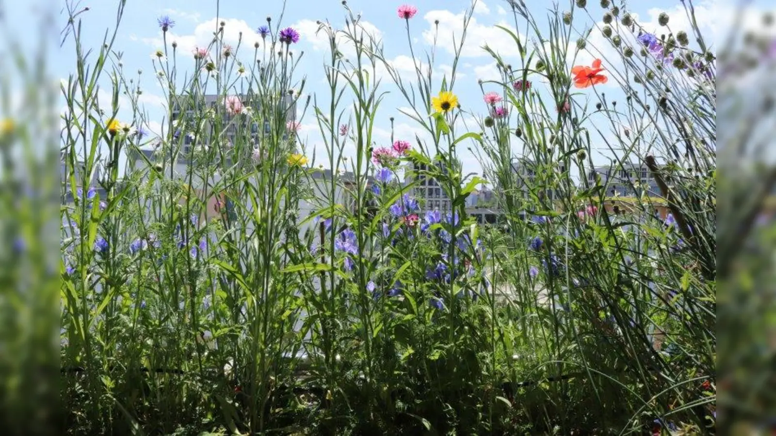 Bunte Vielfalt: auf dem Balkon von Katharina Heuberger wachsen nur „wilde” Blumen. (Foto: Katharina Heuberger)