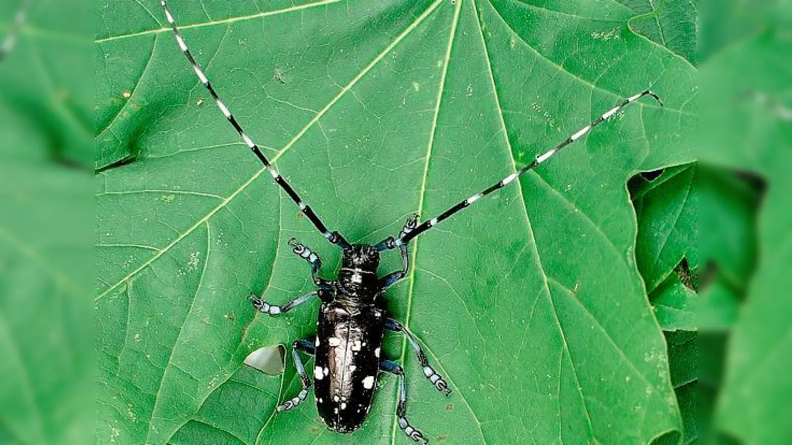 Im September 2014 wurde der Käfer erstmals in Neubiberg entdeckt.	 (Foto: LfL)