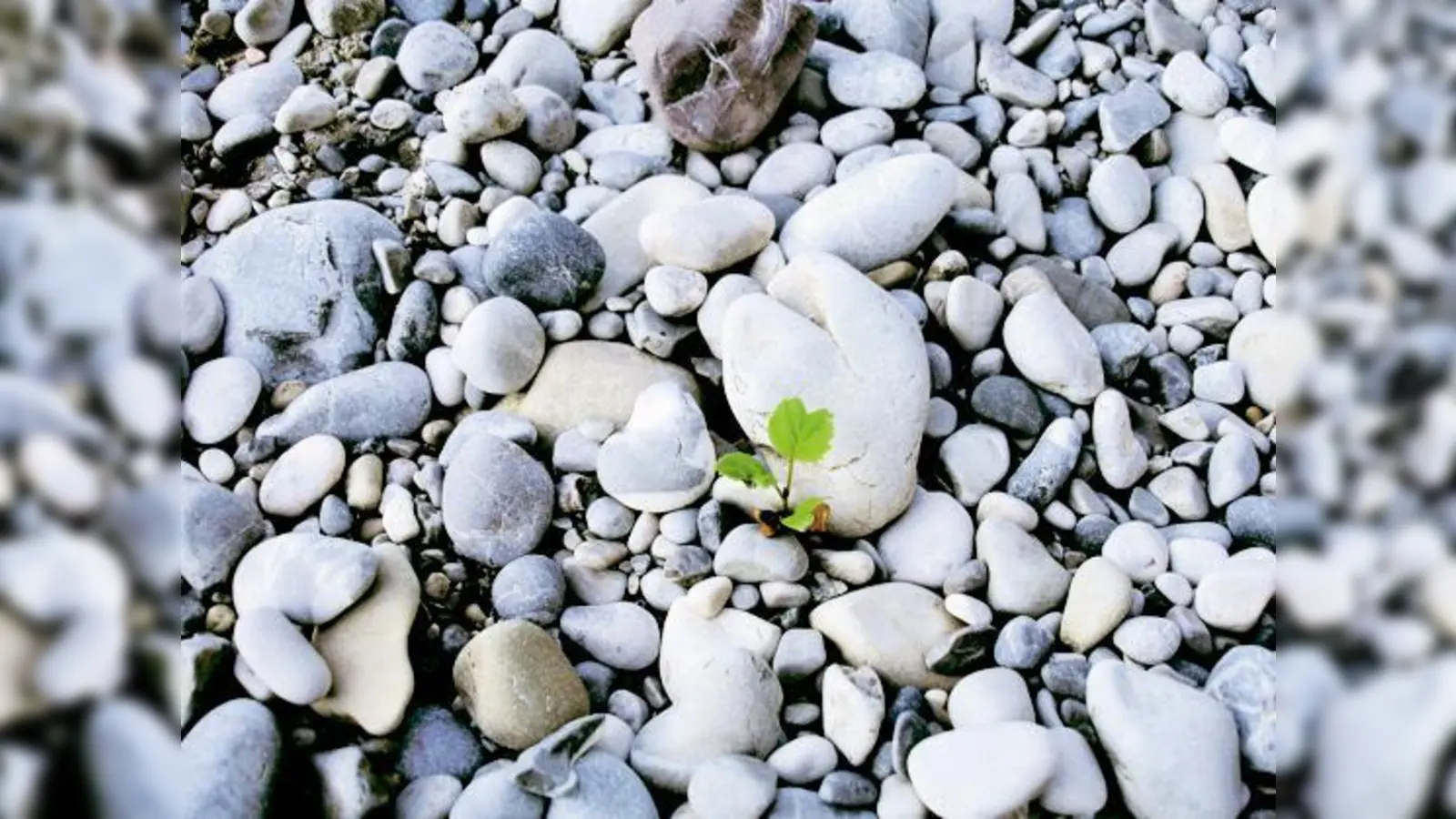 Hansi Kraus Interpretation vom Valentin-Spruch »Ich bin kein direkter Rüpel, aber die Brennessel unter den Liebesblumen«.	 (Foto: VA)