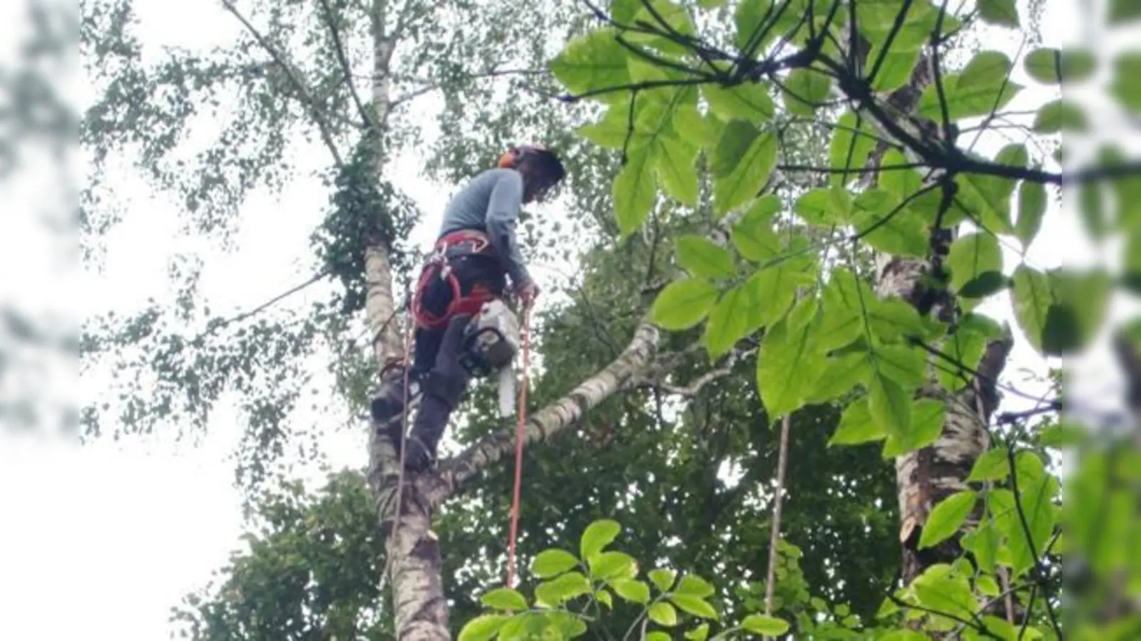Baumkletterer im Garten von Edda Schindler bei der Arbeit: Ehe die 50 Jahre alten Birken gefällt werden können, werden mit einer Motorsäge die Äste entfernt.	 (Foto: ikb)