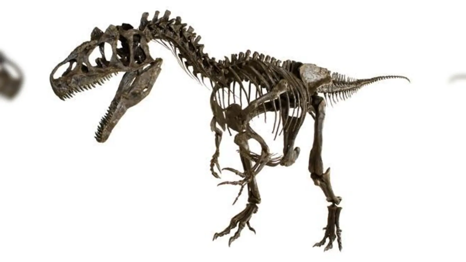 Die Sonderschau Fossilienpark zeigt lebensgroße Dinosaurierskelette  hier der 150 Millionen Jahre Raubsaurier Allosaurus fragilis.  (Foto: Sauriermuseum Aathal/Mineralientage München)